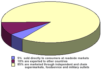 Fresh Fruit Pie Chart