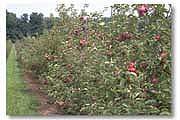 Empire Apple Orchard