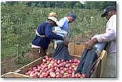 Apple Harvest