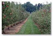 Empire Apple Orchard