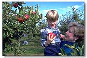 Picking Apples