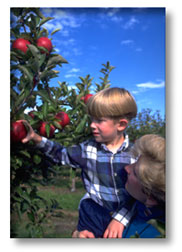 Picking Apples