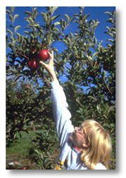 Apple Picking Fun