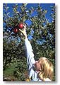 Picking Apples
