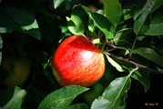Honeycrisp Apple