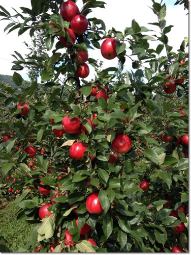McIntosh Apples