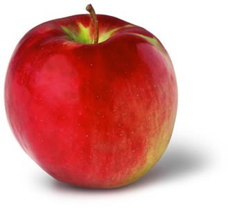 Cortland Apple Photo