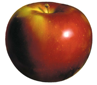 Jonamac Apple Photo